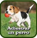 Logo of Como adiestrar un perro android Application 